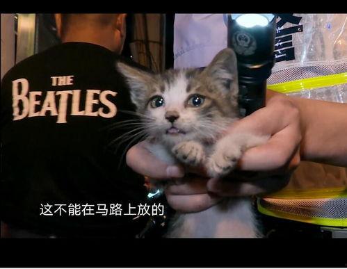 娱乐吃瓜酱小猫坐公交车