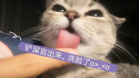 娱乐吃瓜酱猫妈