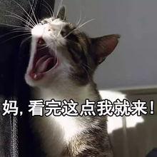 娱乐吃瓜酱猫妈