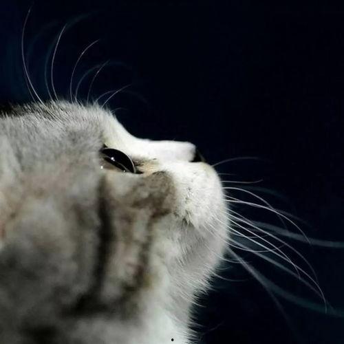 娱乐吃瓜酱猫妈