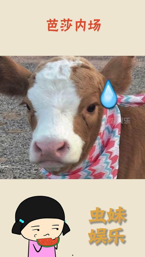 娱乐吃瓜酱无所谓,无所谓，只谈笑风生